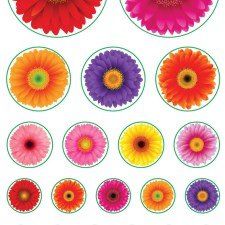 פרחים בגדלים שונים